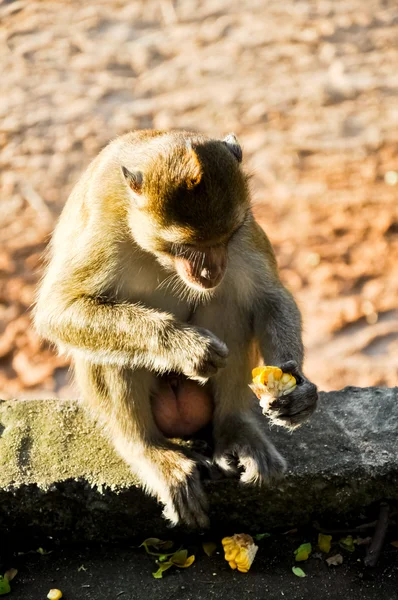 Животная жизнь обезьяны — стоковое фото