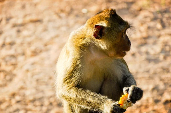 Het dierenleven van een aap — Stockfoto