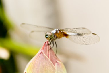 Dragonfly perched on a lotus clipart