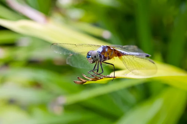 Dragonfly uppflugen på ett blad — Stockfoto