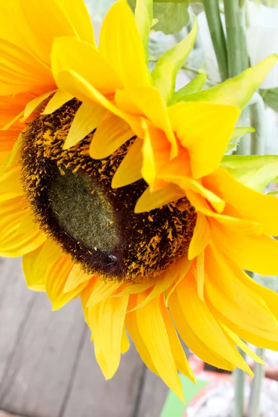 Жовті соняшники в цвітіння — стокове фото