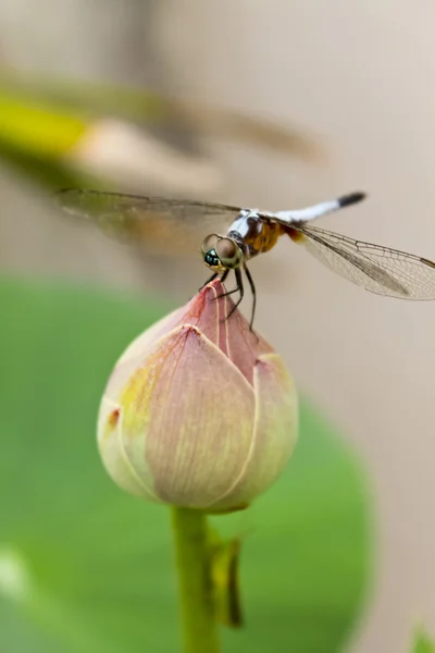 Dragonfly perched on a lotus — Stock Photo, Image