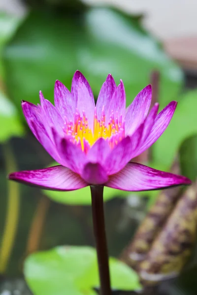 Lotus violet dans l'eau — Photo