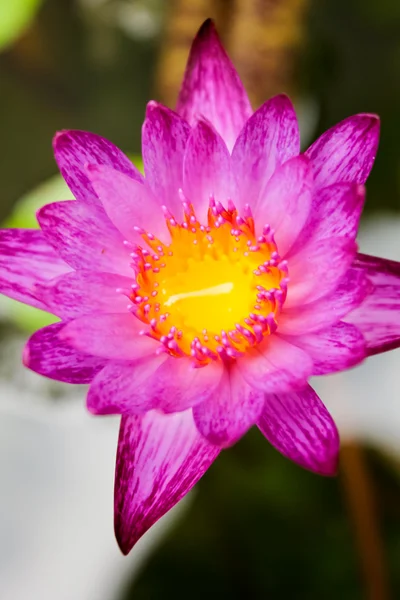 Purple lotus in water — Stock Photo, Image