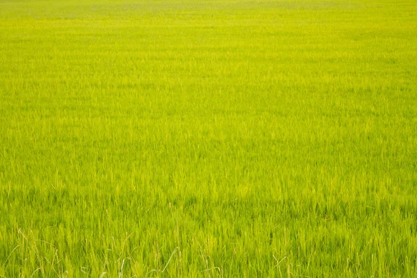 Grönt fält — Stockfoto