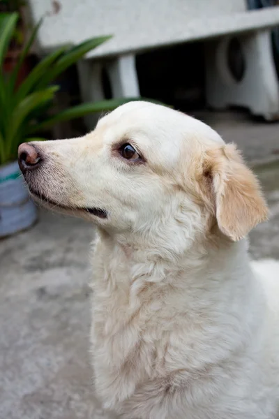 stock image White dog sitting