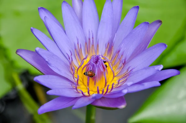 Mor çiçek lotus — Stok fotoğraf