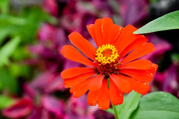 stock image Red flowers