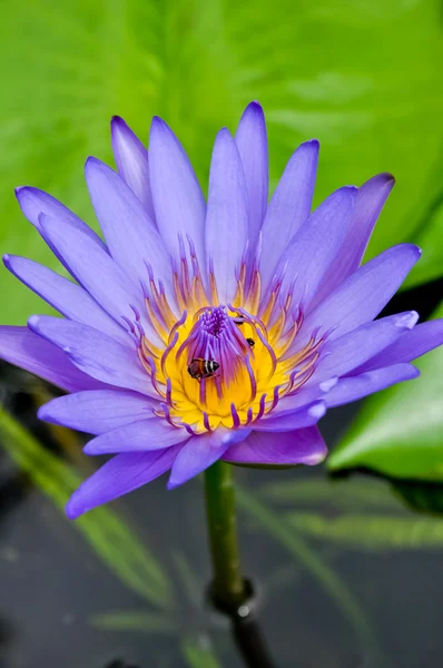 Lótus roxo em flor — Fotografia de Stock