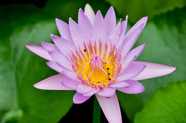 Lotus violet en fleur — Photo
