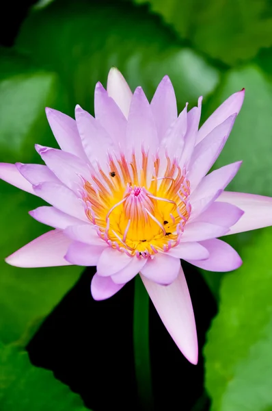 Purple lotus in bloom — Stock Photo, Image