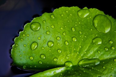 Arkaplanda su damlası olan yeşil nilüfer yaprağı