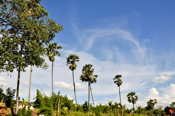 Birçok hindistancevizi ağaçları arka planda gökyüzü olduğunu — Stok fotoğraf