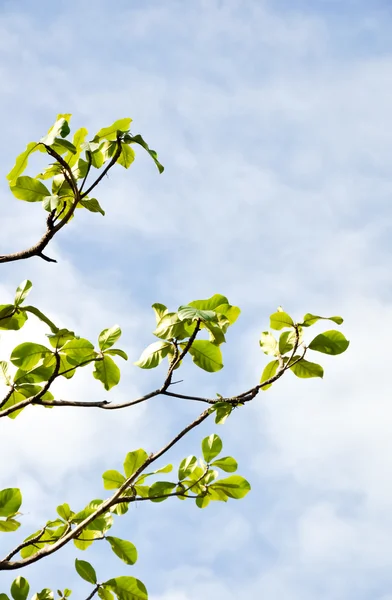 stock image Green leaves