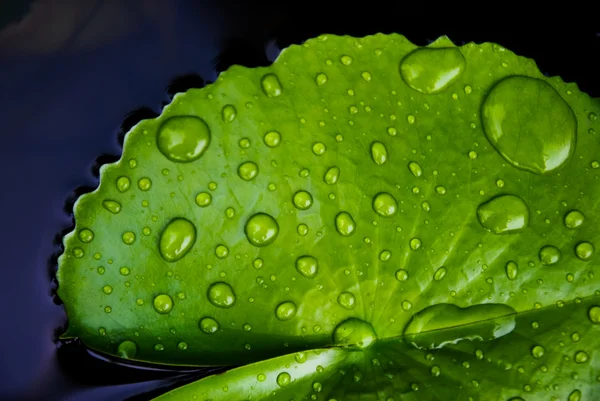 Green Lotus leaf with water drop as background — Stock Photo, Image