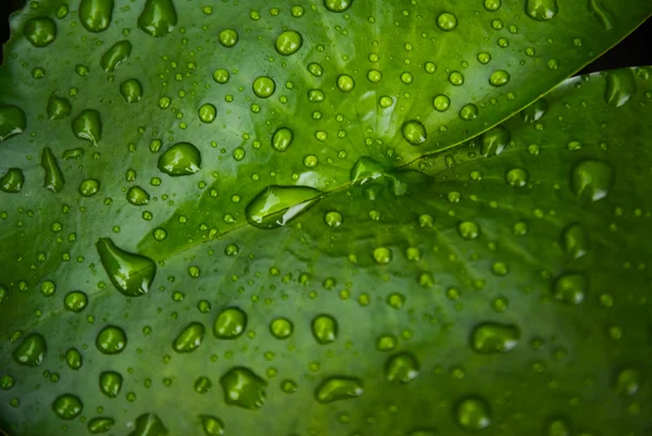 Stock image Green Lotus leaf with water drop as background