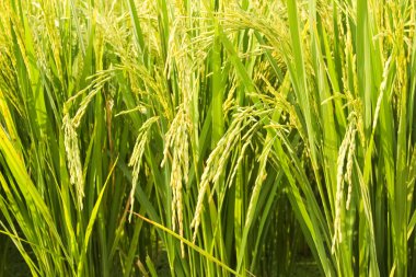 pirinç olan alanlar