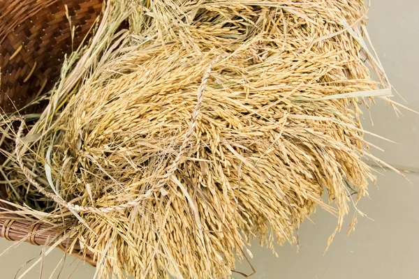 Il grano nel bidone — Foto Stock
