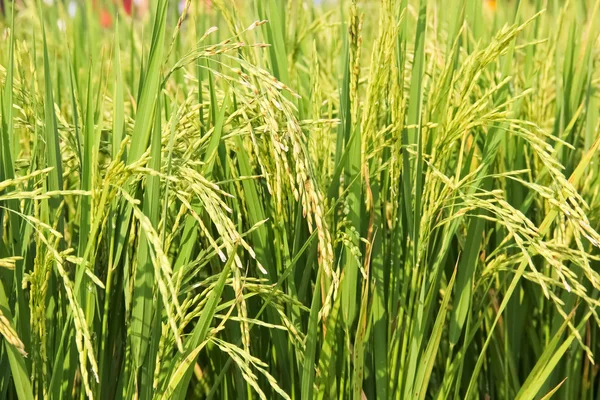 Fält med ris — Stockfoto