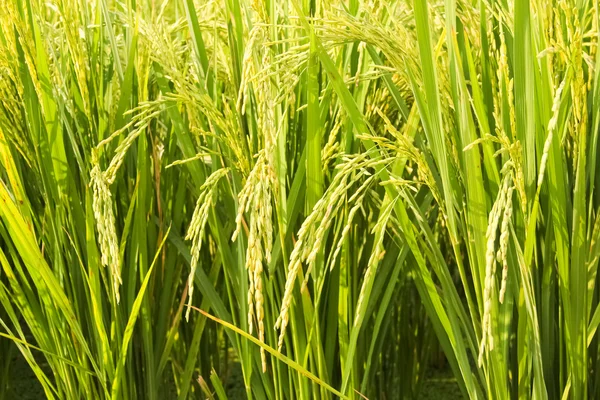 Pole s rýží — Stock fotografie