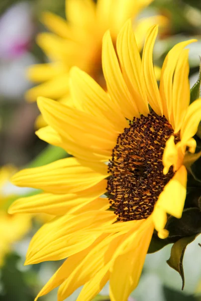 The beauty of a sunflower — Stock Photo, Image