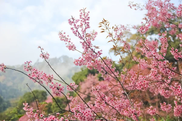 stock image White and Pink tropical flower