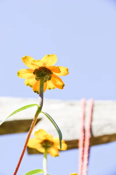 Κίτρινο τροπικό λουλούδι και το γαλάζιο του ουρανού — Φωτογραφία Αρχείου