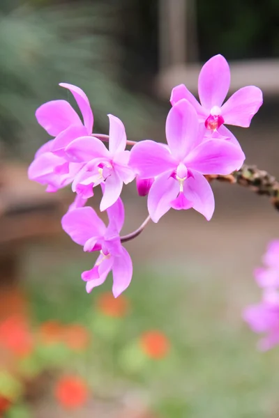 Розовый тропический цветок — стоковое фото