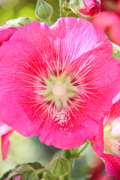 粉色热带花 — 图库照片
