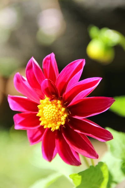 Kırmızı tropik çiçek — Stok fotoğraf