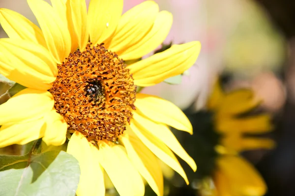 The beauty of a sunflower — Stock Photo, Image