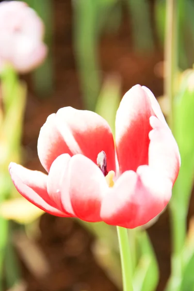 Barevné tulipány v zahradě — Stock fotografie