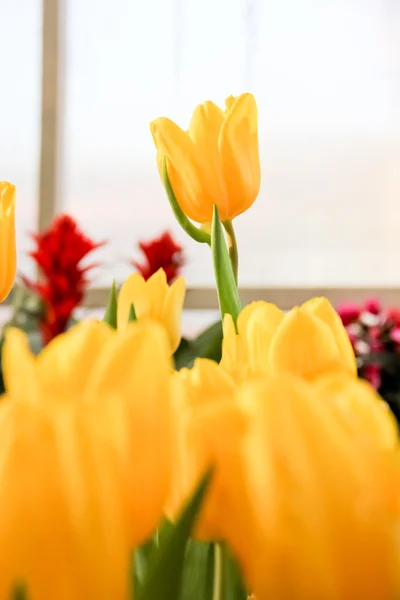 Des tulipes colorées dans le jardin — Photo