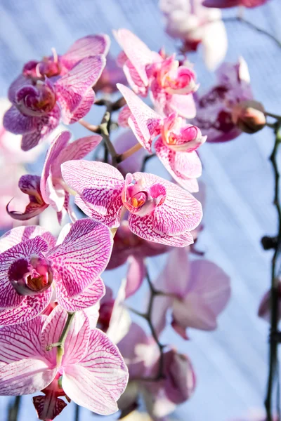 ピンクの熱帯の花 — ストック写真