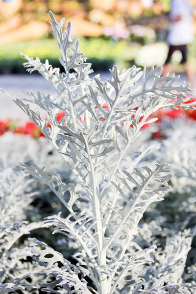 Bílá tropická květina — Stock fotografie