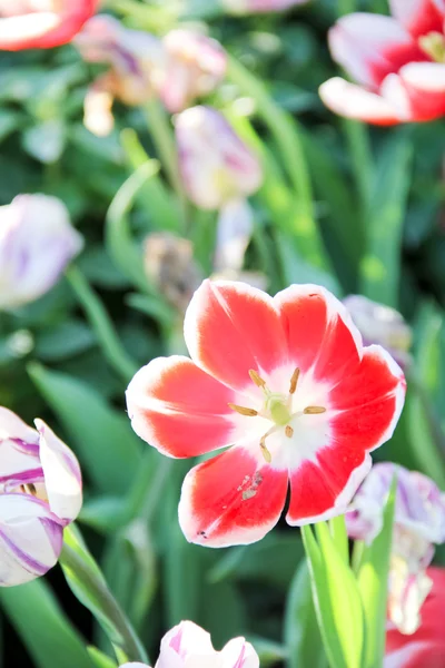 Färgglada tulpaner i trädgården — Stockfoto