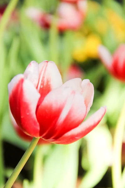 Kolorowe tulipany w ogrodzie — Zdjęcie stockowe