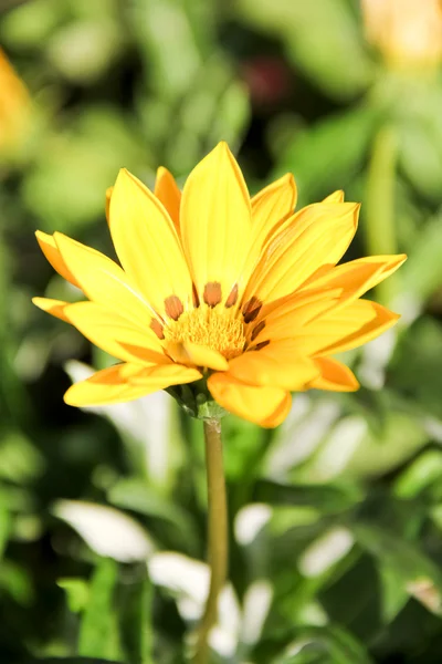 Κίτρινο τροπικό λουλούδι — Φωτογραφία Αρχείου