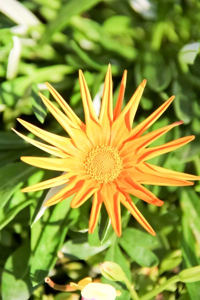 Sárga trópusi virág — Stock Fotó