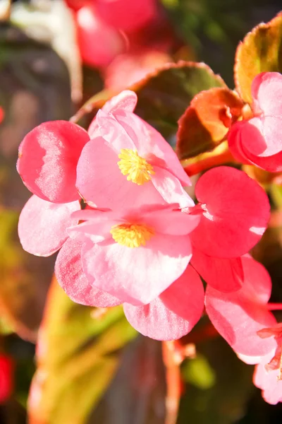 stock image Red tropical flower