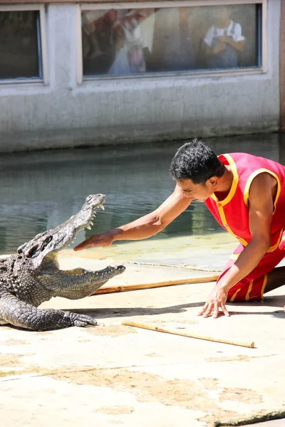 stock image The crocodile show