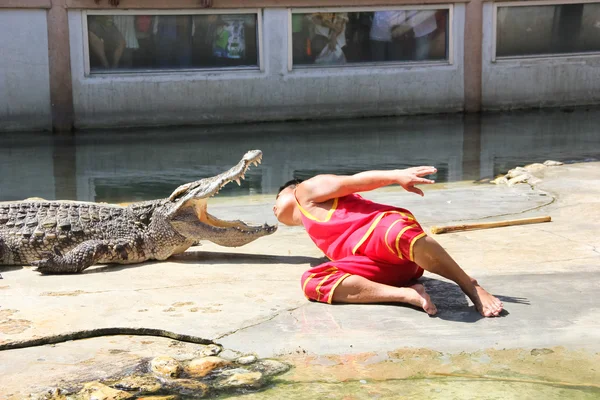 O show de crocodilo — Fotografia de Stock