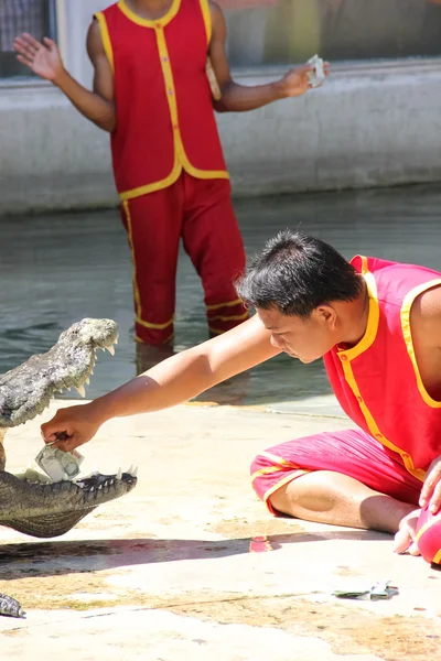 The crocodile show — Stock Photo, Image