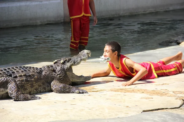 Le spectacle des crocodiles — Photo