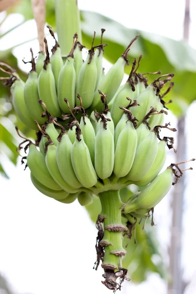 Banaanit, joissa on vihreät kuoret — kuvapankkivalokuva