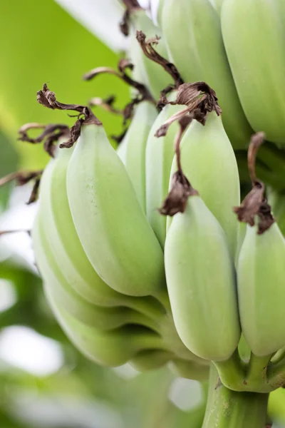 Bananas com cascos verdes — Fotografia de Stock