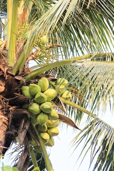 Palmeiras de coco grandes e altas — Fotografia de Stock