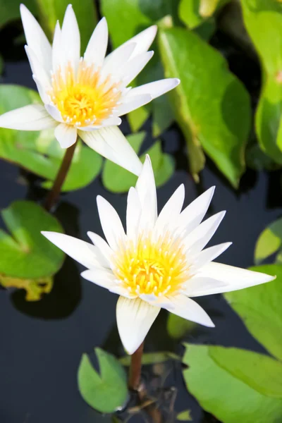 Duas flores de lótus branco — Fotografia de Stock