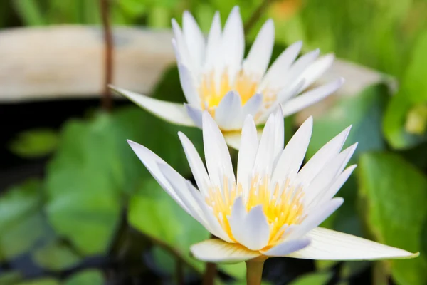 Iki beyaz lotus çiçeği — Stok fotoğraf