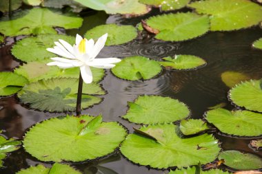 su beyaz lotus